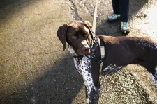 image of animal