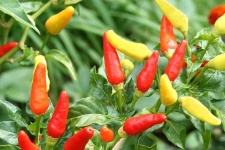 image of fruit_and_vegetable