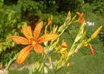 image of flower