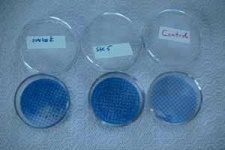 image of petri_dish