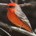 image of bird