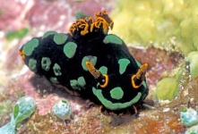 image of sea_slug #32