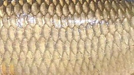 image of texture