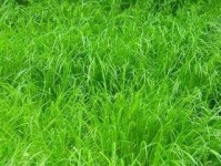 image of grass