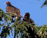 image of vulture