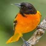 image of bird