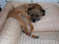 image of border_terrier #34