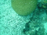 image of brain_coral