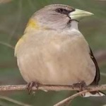 image of bird