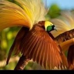 image of bird