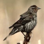 image of bird