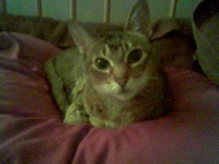 image of animal