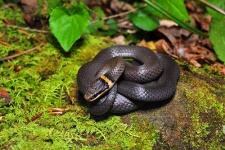 image of ringneck_snake #10