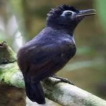 image of bird