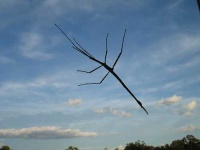 image of walking_stick #30