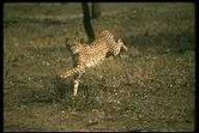 image of animal