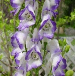image of flower