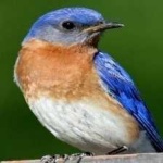 image of bird
