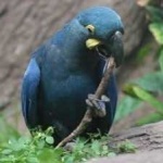 image of bird
