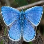 image of animal