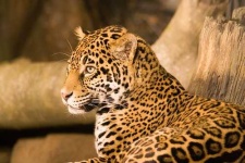 image of jaguar_car