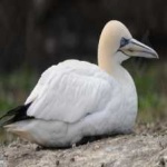 image of bird