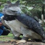 image of harpy_eagle #1