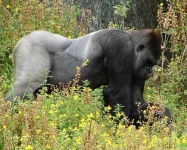 image of gorilla