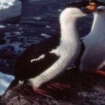 image of bird