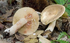 image of lactarius #15