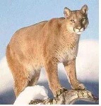 image of cougar_body