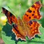 image of animal