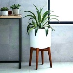 image of house_plant