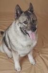 image of norwegian_elkhound #34