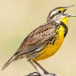 image of eastern_meadowlark #21