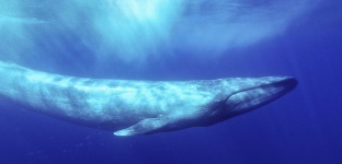 image of animal