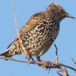 image of bird