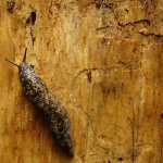 image of slug