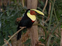 image of toucan