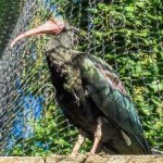 image of bird