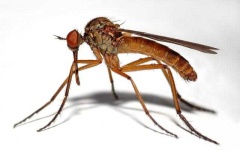 image of mosquito