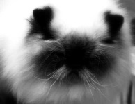 image of persian_cat