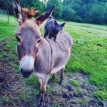 image of donkey #47