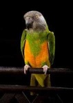 image of parrot #11