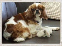image of blenheim_spaniel