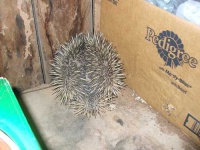 image of echidna