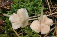 image of mushrooms