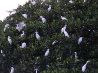 image of american_egret