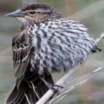 image of bird