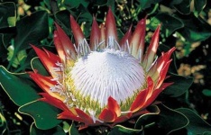 image of flower